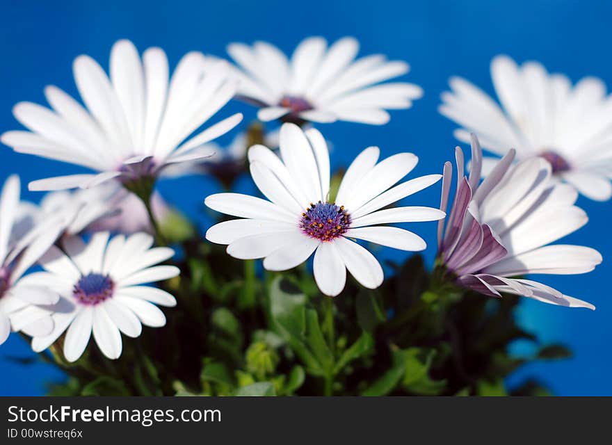 Beautiful white daisy flowers over a brilliant blue background. Beautiful white daisy flowers over a brilliant blue background