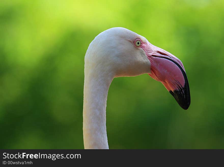 Nice birds in wonderful colors. Nice birds in wonderful colors