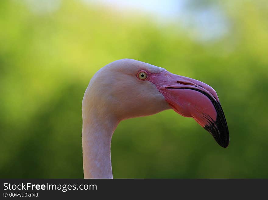 Nice birds in wonderful colors. Nice birds in wonderful colors