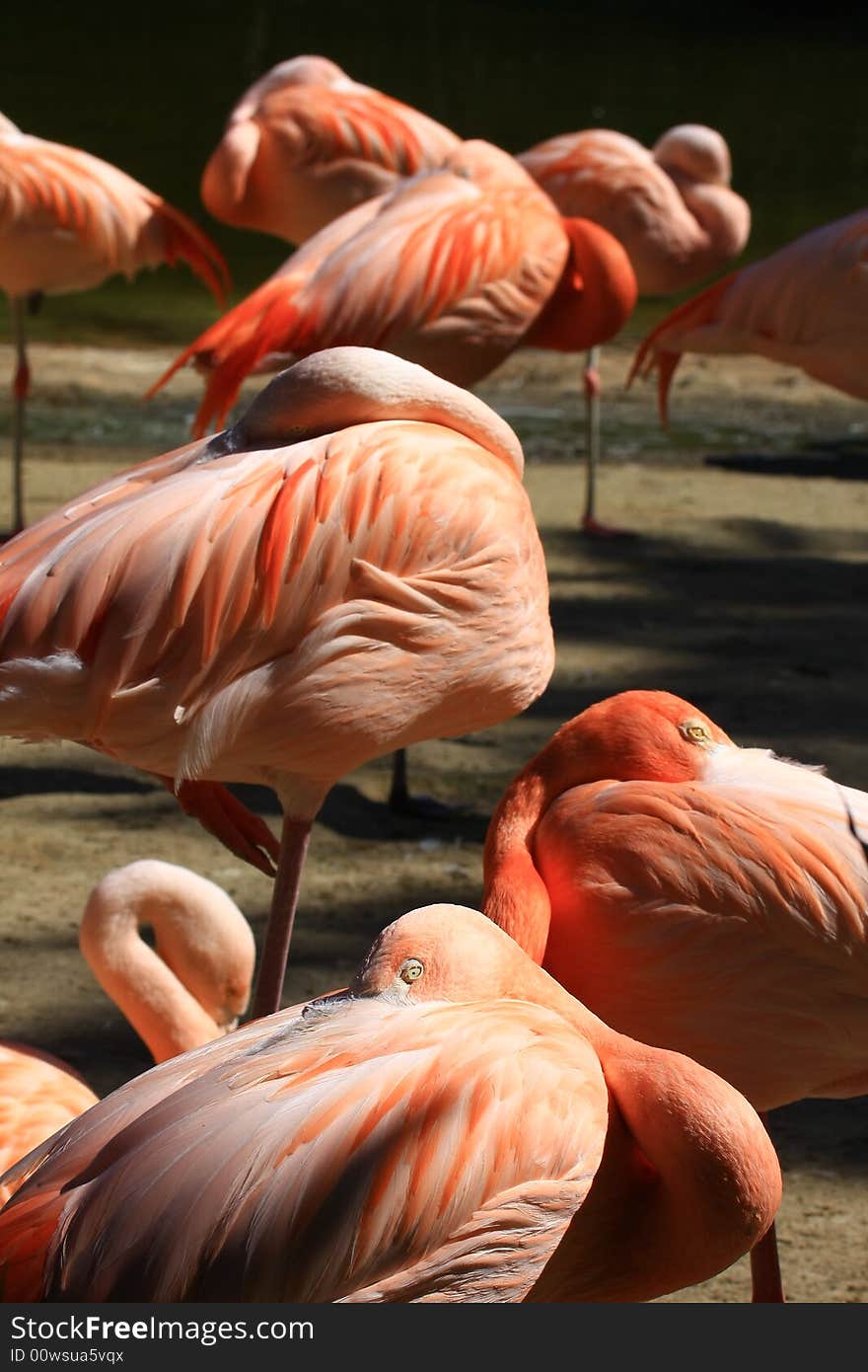 Nice birds in wonderful colors. Nice birds in wonderful colors