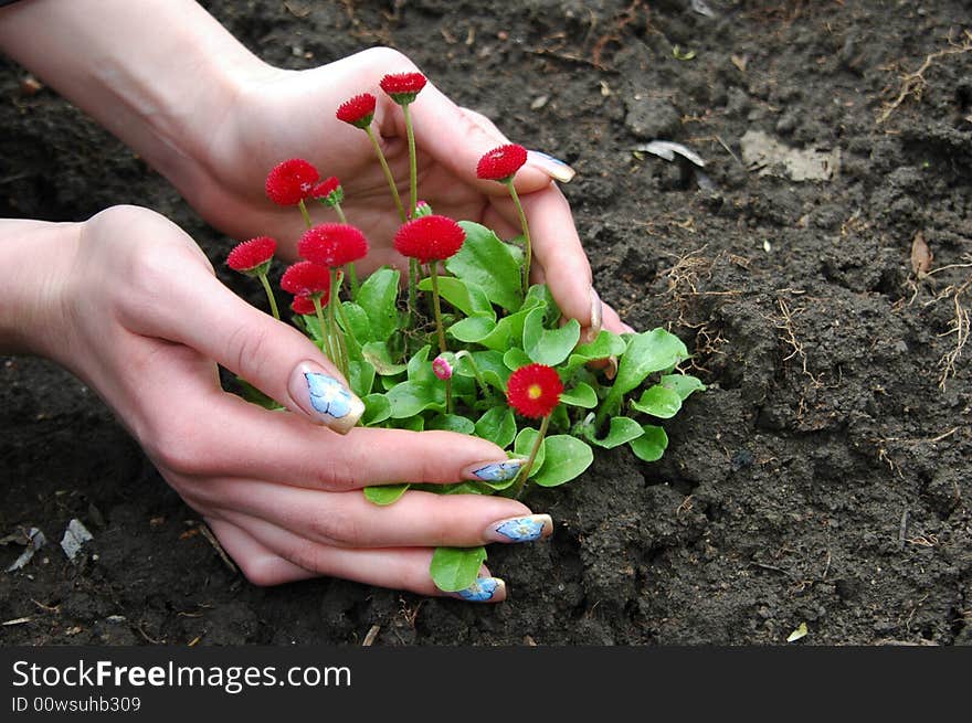 Red flower in women hands on black earth. Red flower in women hands on black earth