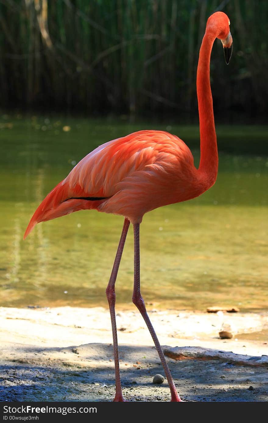 Nice birds in wonderful colors. Nice birds in wonderful colors