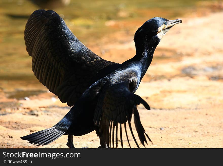 A cormoran looking for fish