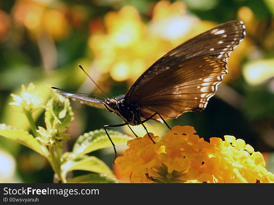 Butterfly closeup