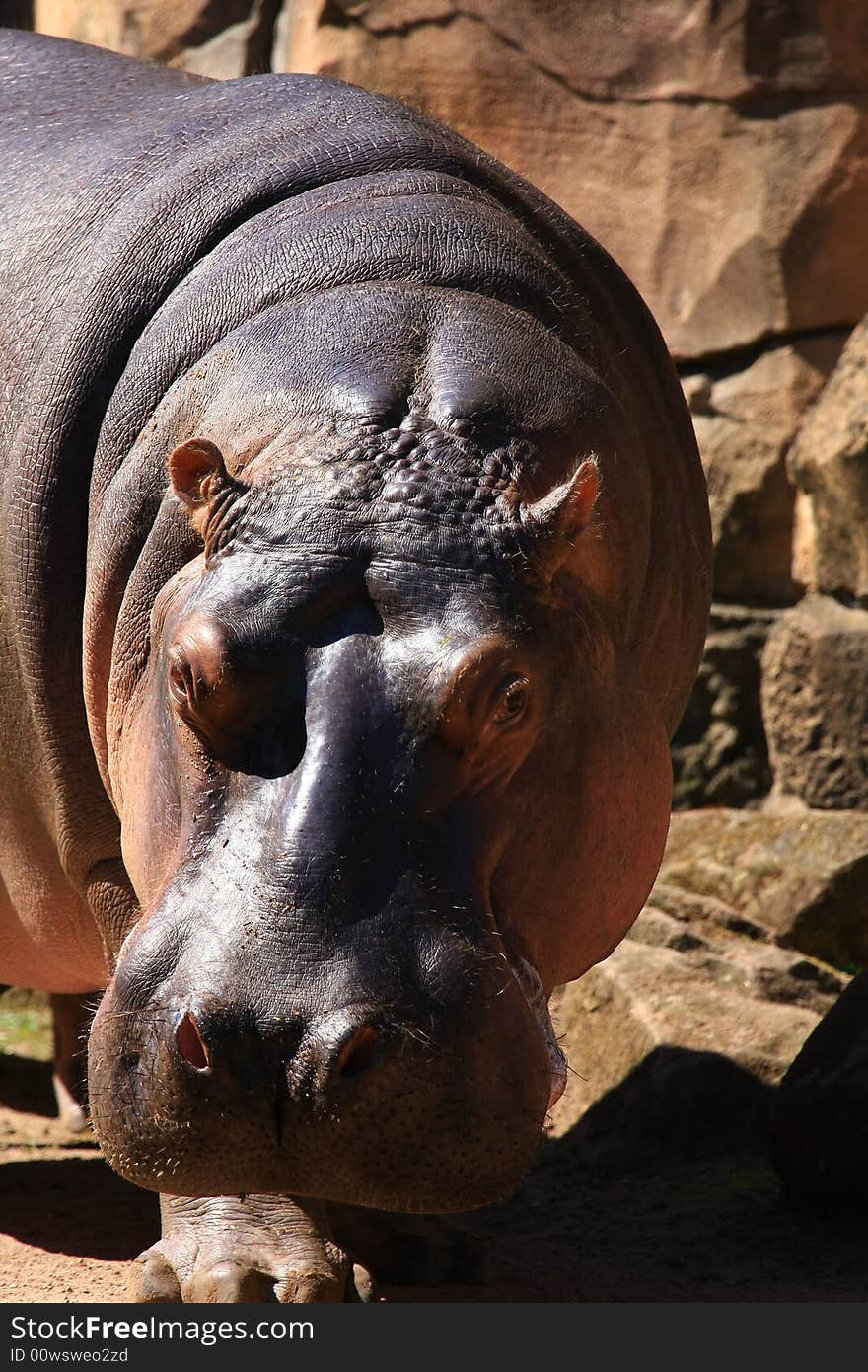 Hippo enjoys the summer sun