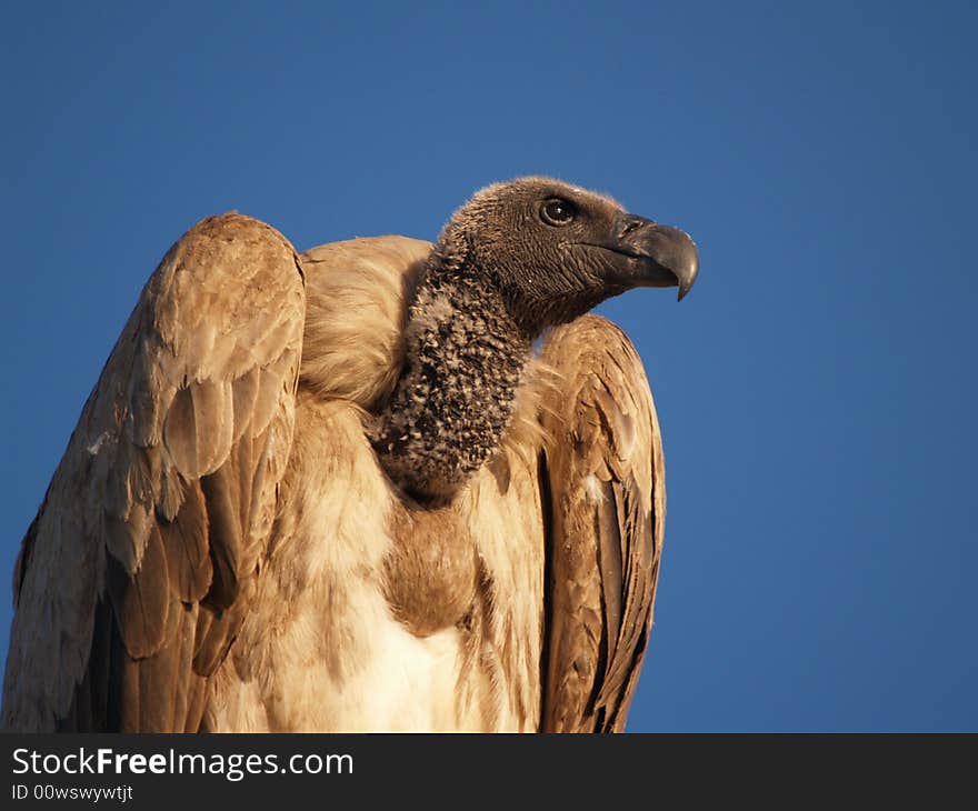 Vulture eyeing his empire from high, against clear blue-sky. Vulture eyeing his empire from high, against clear blue-sky.