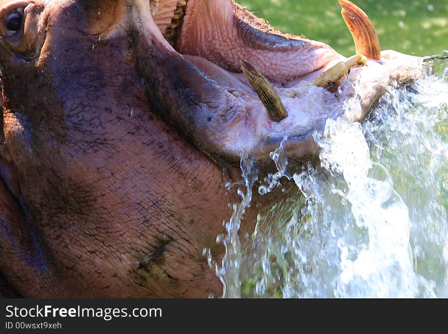 Hippo enjoys the summer sun