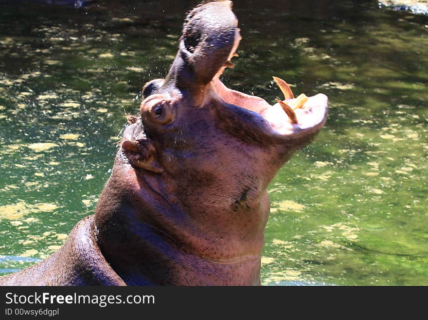 Hippo enjoys the summer sun