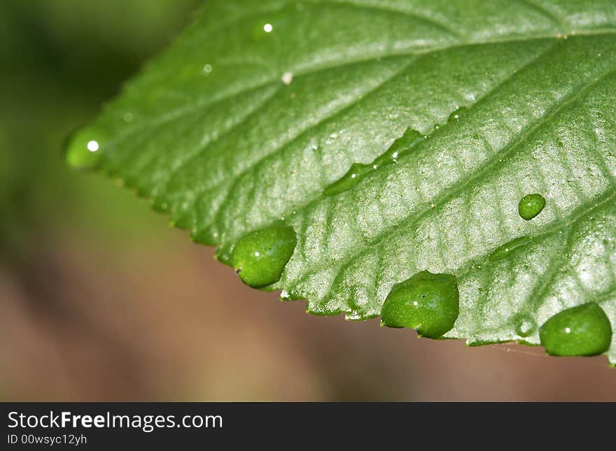 A macro of water on green leaf. A macro of water on green leaf