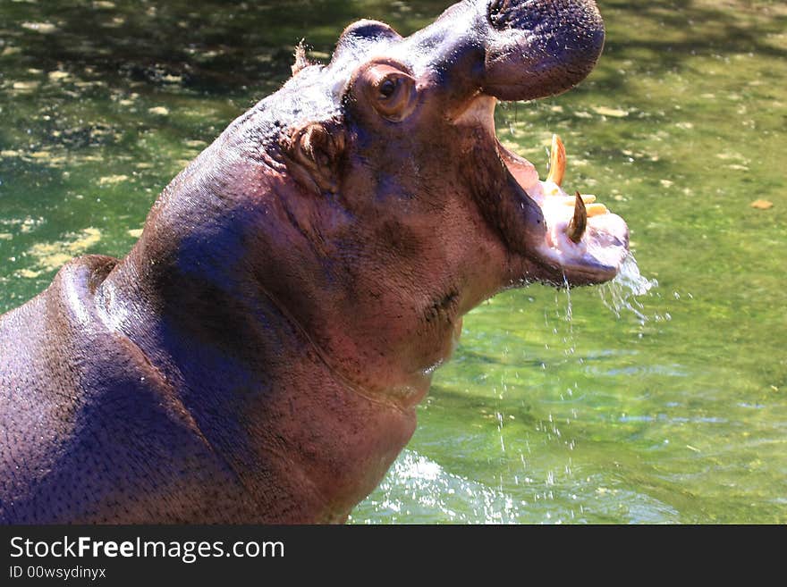 Hippo enjoys the summer sun