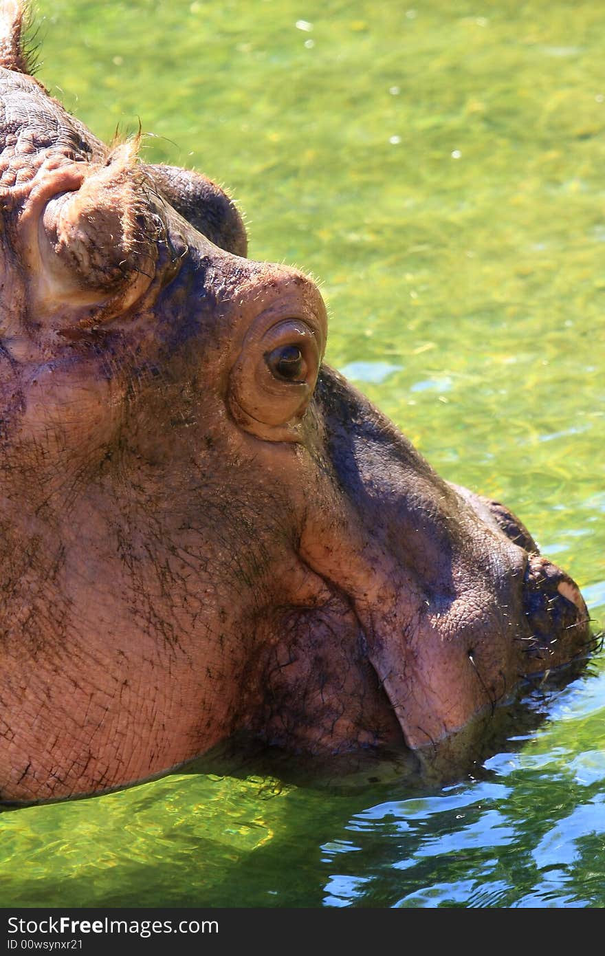 Hippo enjoys the summer sun