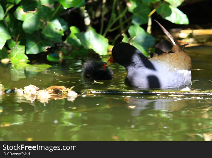 A duck is swimming and searching. A duck is swimming and searching