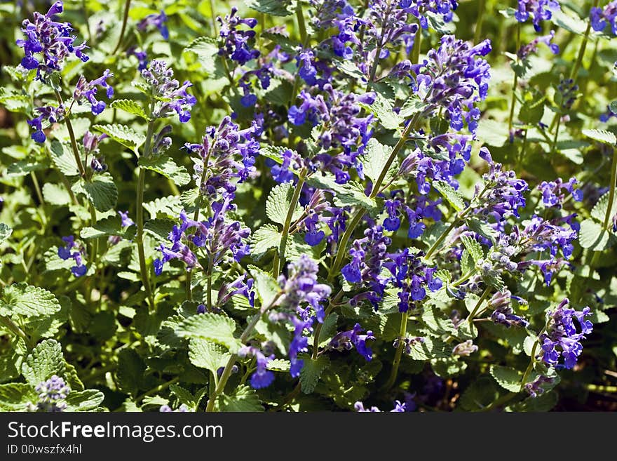 Purple Flowers