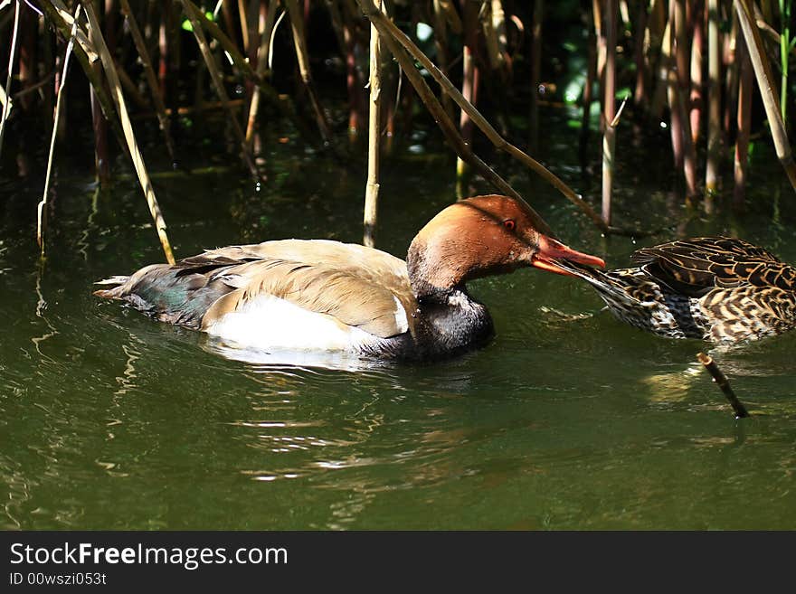 A duck is swimming and searching. A duck is swimming and searching