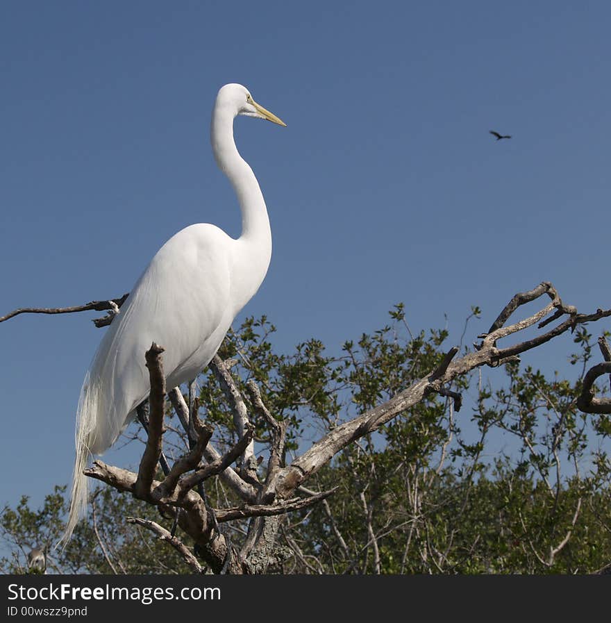 Great White Egret