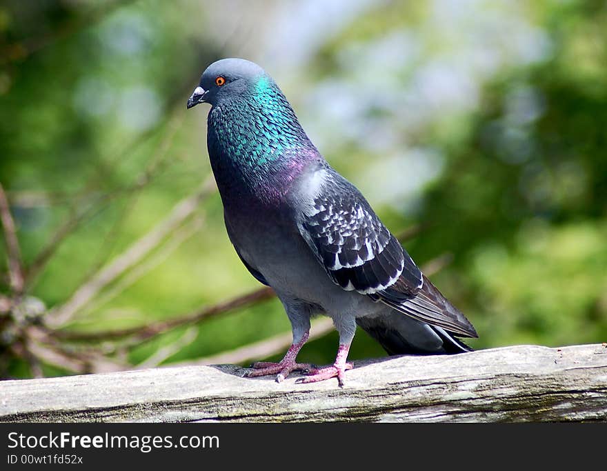 Pigeon On Fence