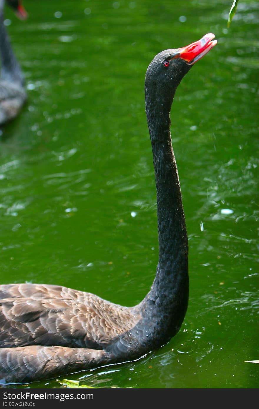 Black Swan 2