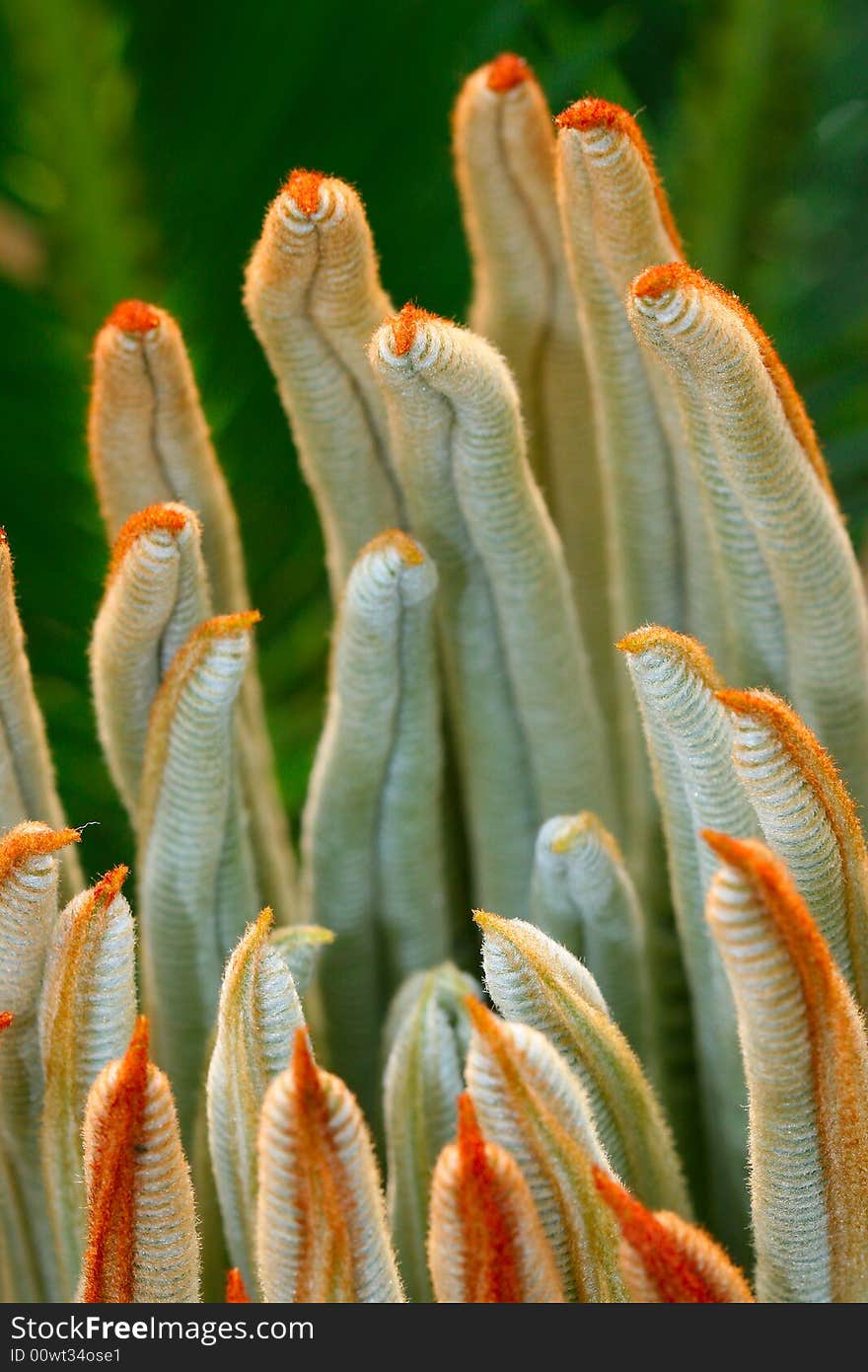 The leaves of Cycas revoluta in a garden of china. The leaves of Cycas revoluta in a garden of china