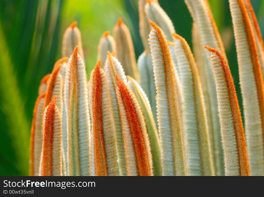 The leaves of Cycas revoluta 3