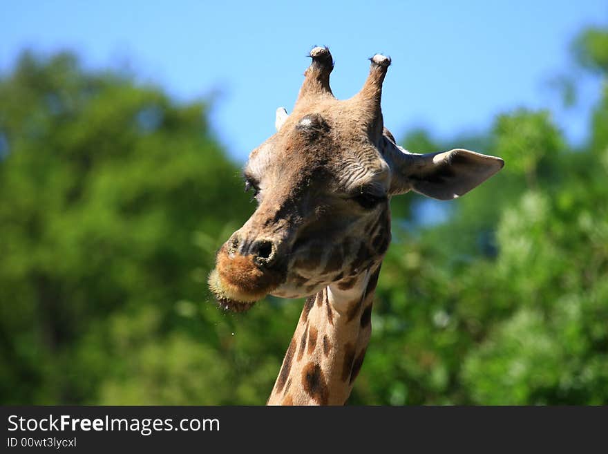 This giraffe is watching everything