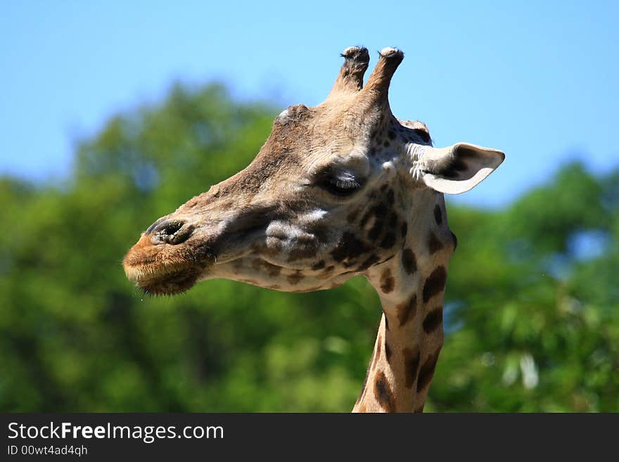 This giraffe is watching everything