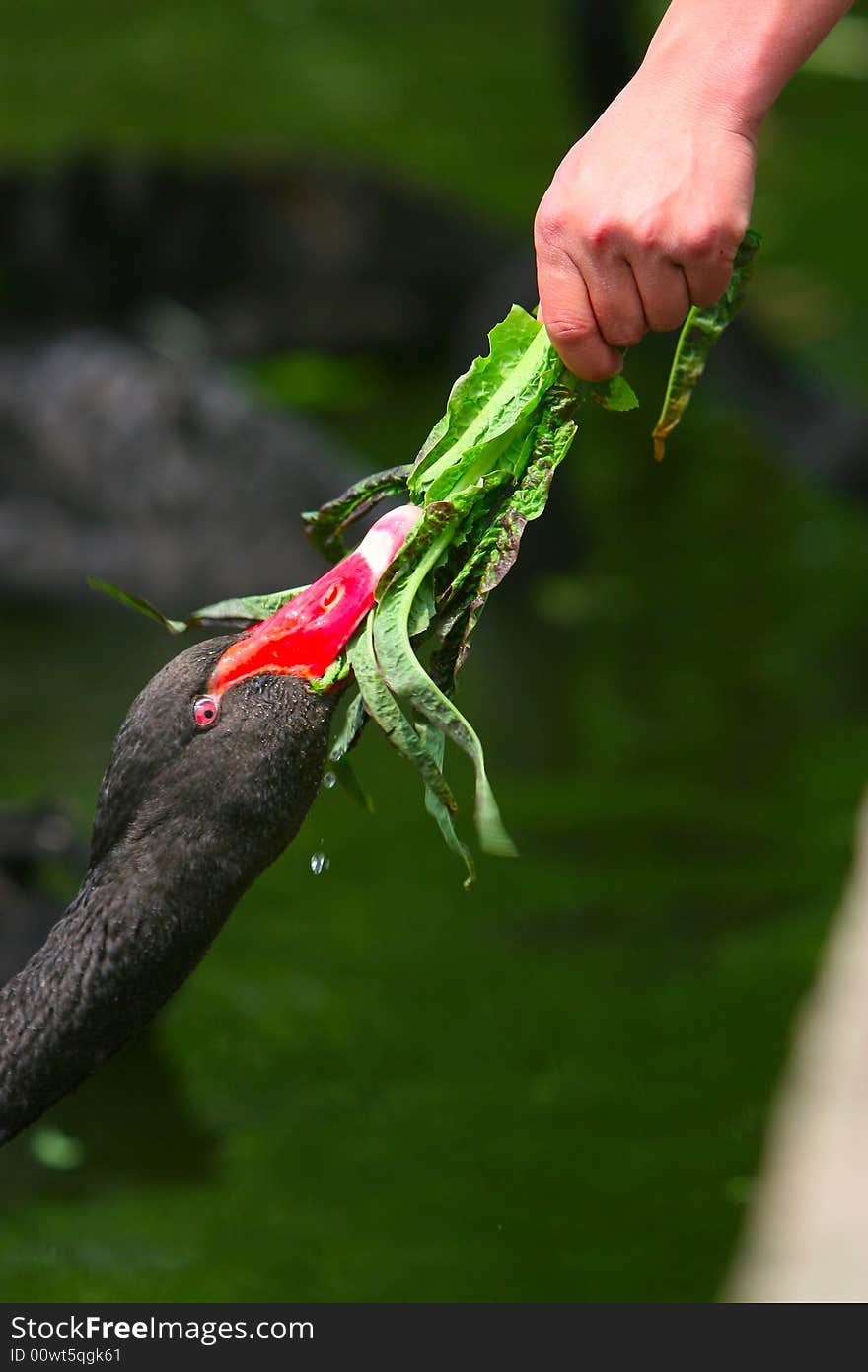 The black swan in the zoo of china. The black swan in the zoo of china