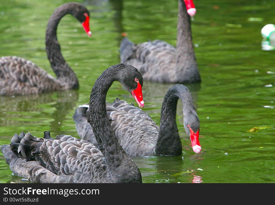 The black swan in the zoo of china. The black swan in the zoo of china