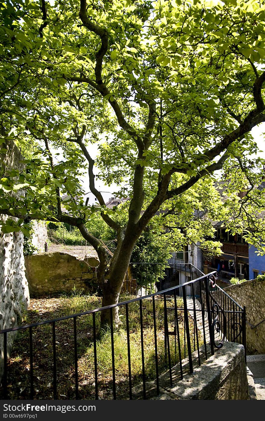 Tree; Grandson Switzerland