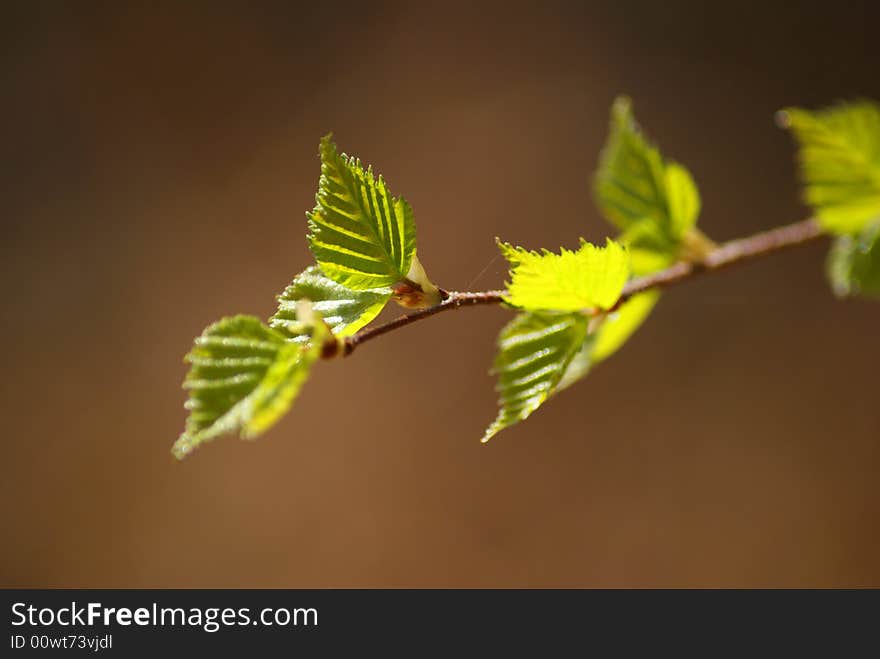 Birch leaves