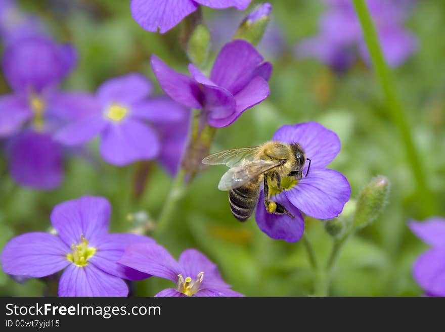 Bee collecting nectar from Violet Flower