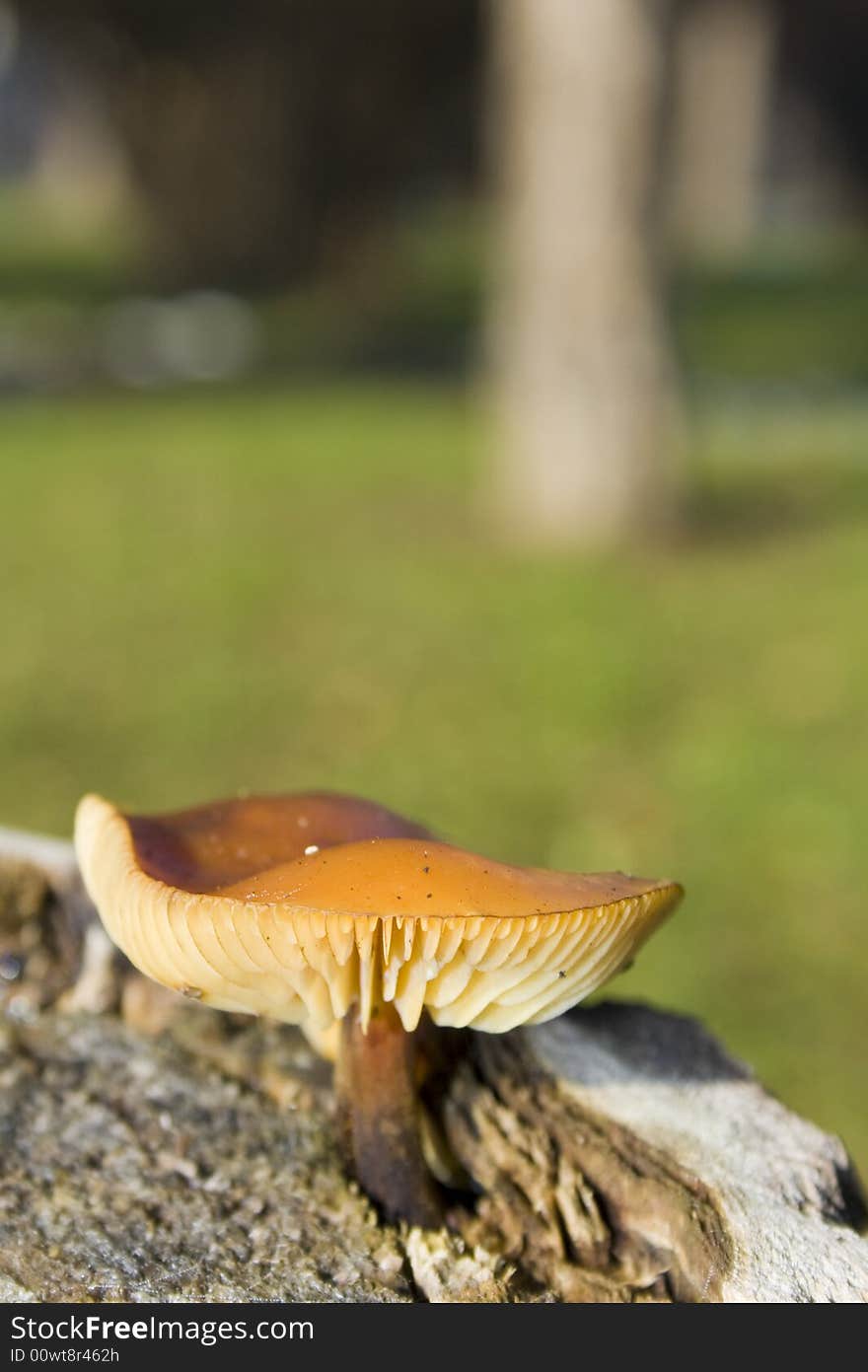 Wild mushroom on tree stump