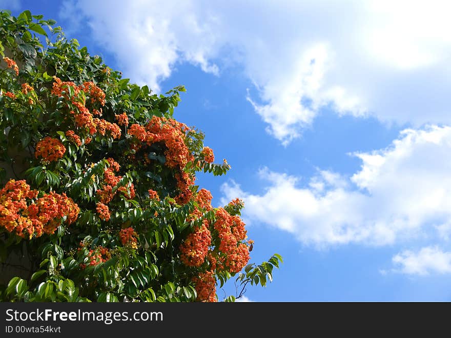 Red Flowers Against Blue Sky