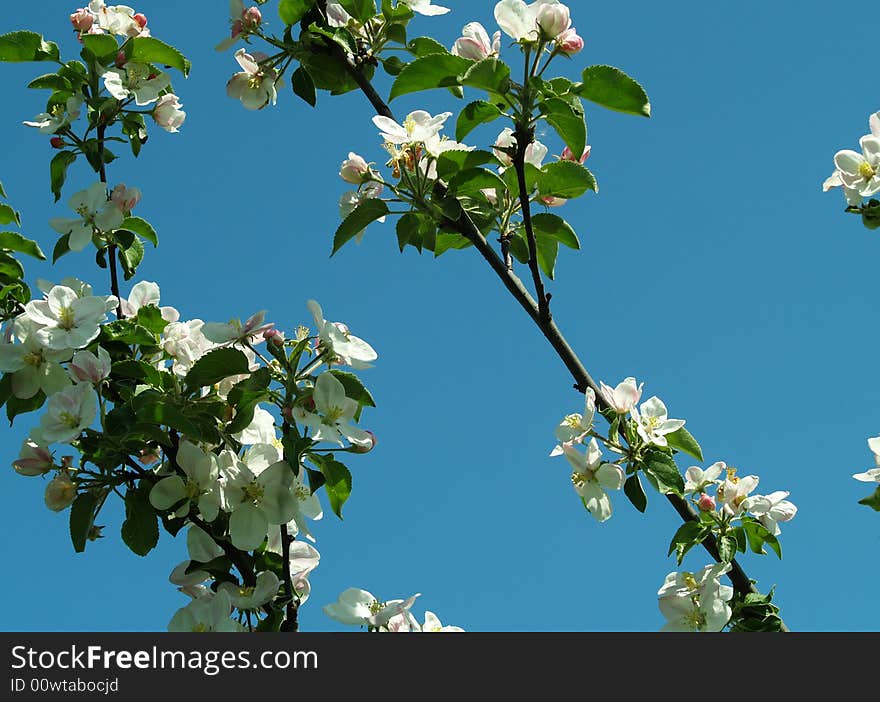 Apple blossoms