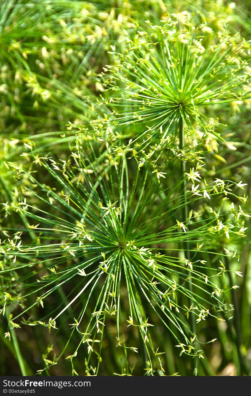 Curious looking green plant in garden