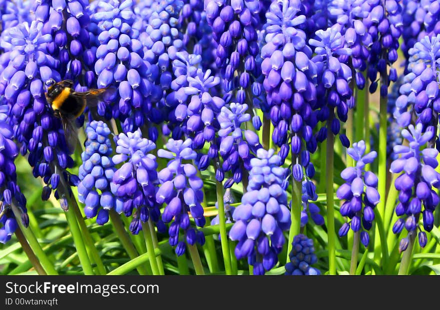 Bee on the blue flowers