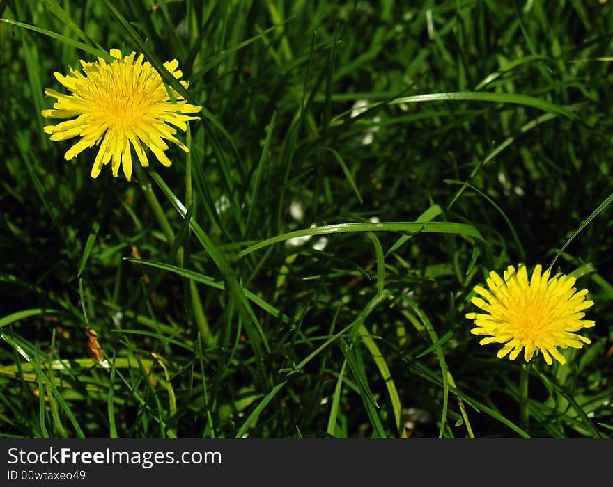 Close up view of a bright yellow dandelion