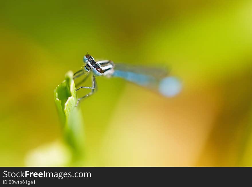 A dew covered blue damselfly male resting on a  broken blade of grass . A dew covered blue damselfly male resting on a  broken blade of grass .