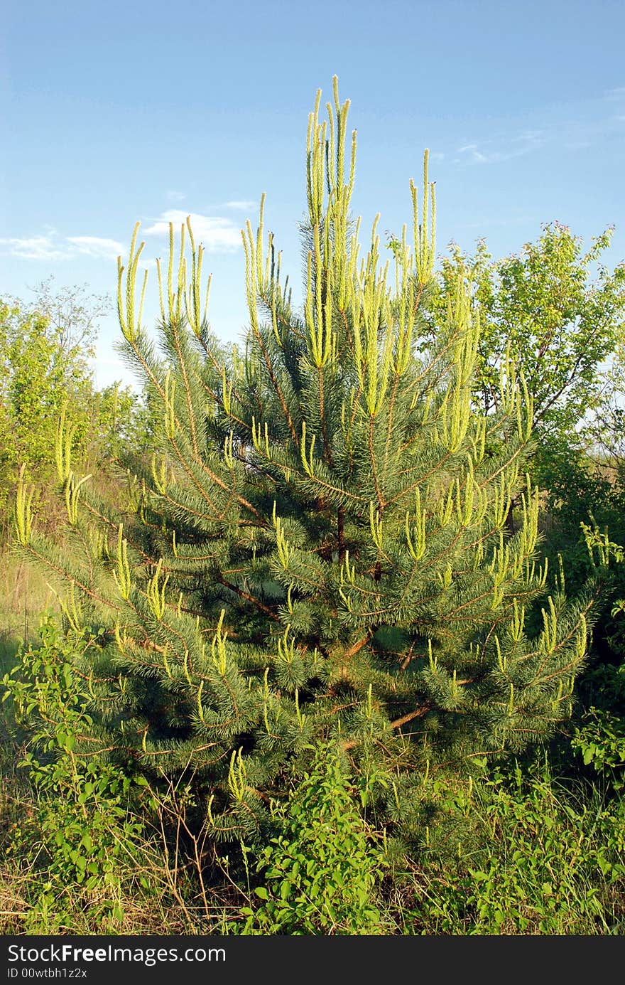 Green growing fir in forest at spring. Green growing fir in forest at spring