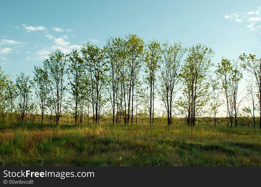 Trees In Row On Meadow