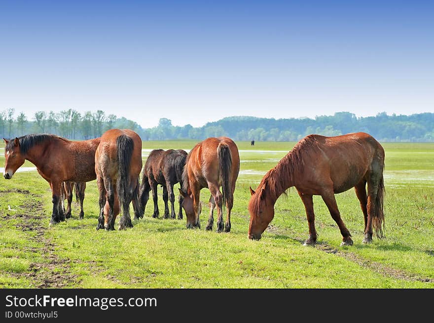 Wild horses on meadow