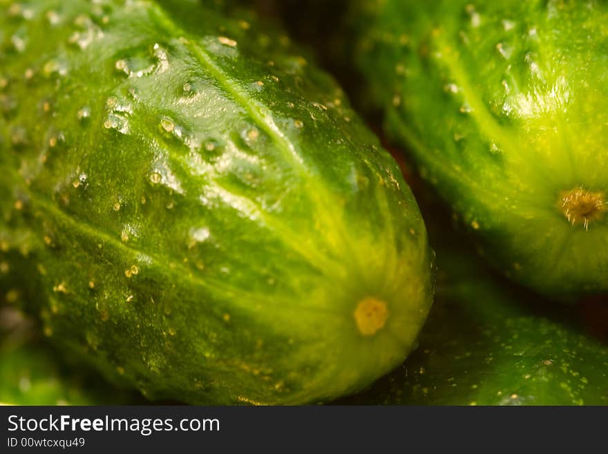 Fresh organic cucumbers ready for pickling