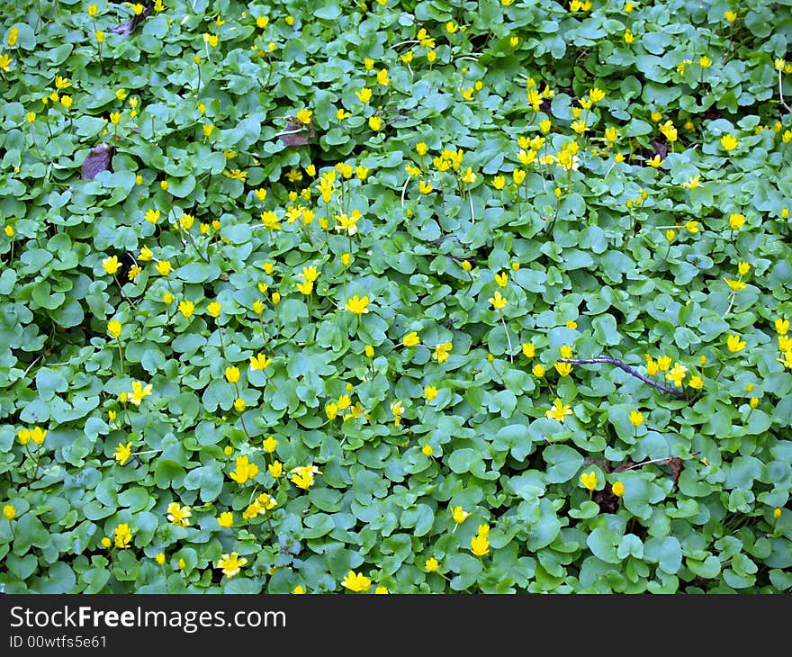 Yellow flowers