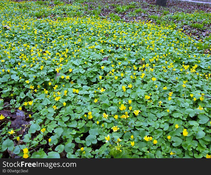 Yellow flowers