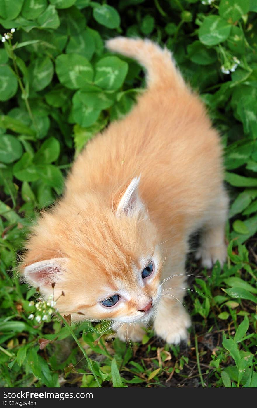 Little red kitten in clover. First walk.