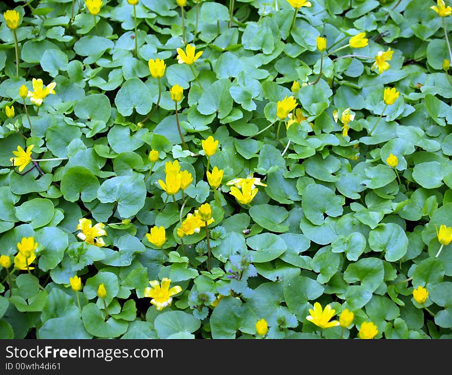 Yellow flowers