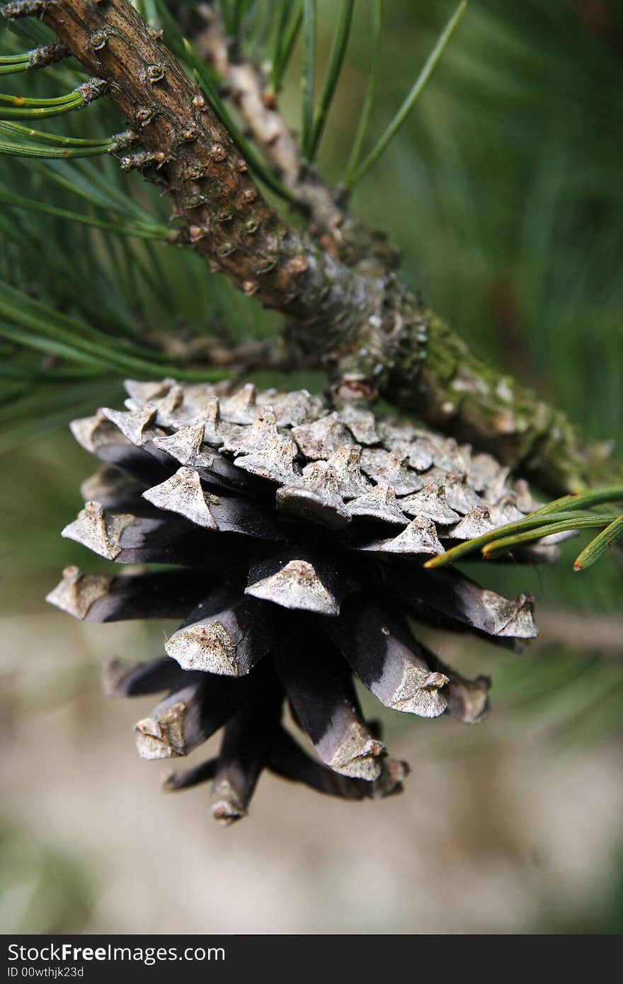 Old pine cone on pine branch