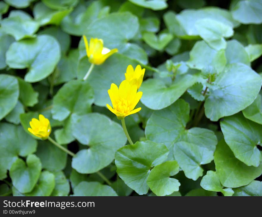 Yellow flowers