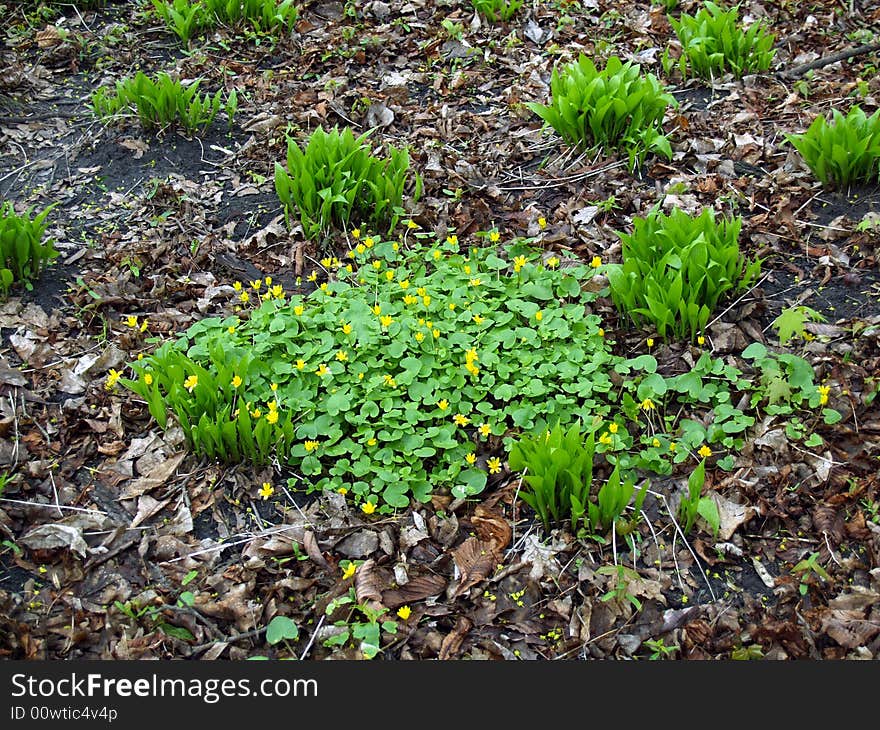 Yellow flowers