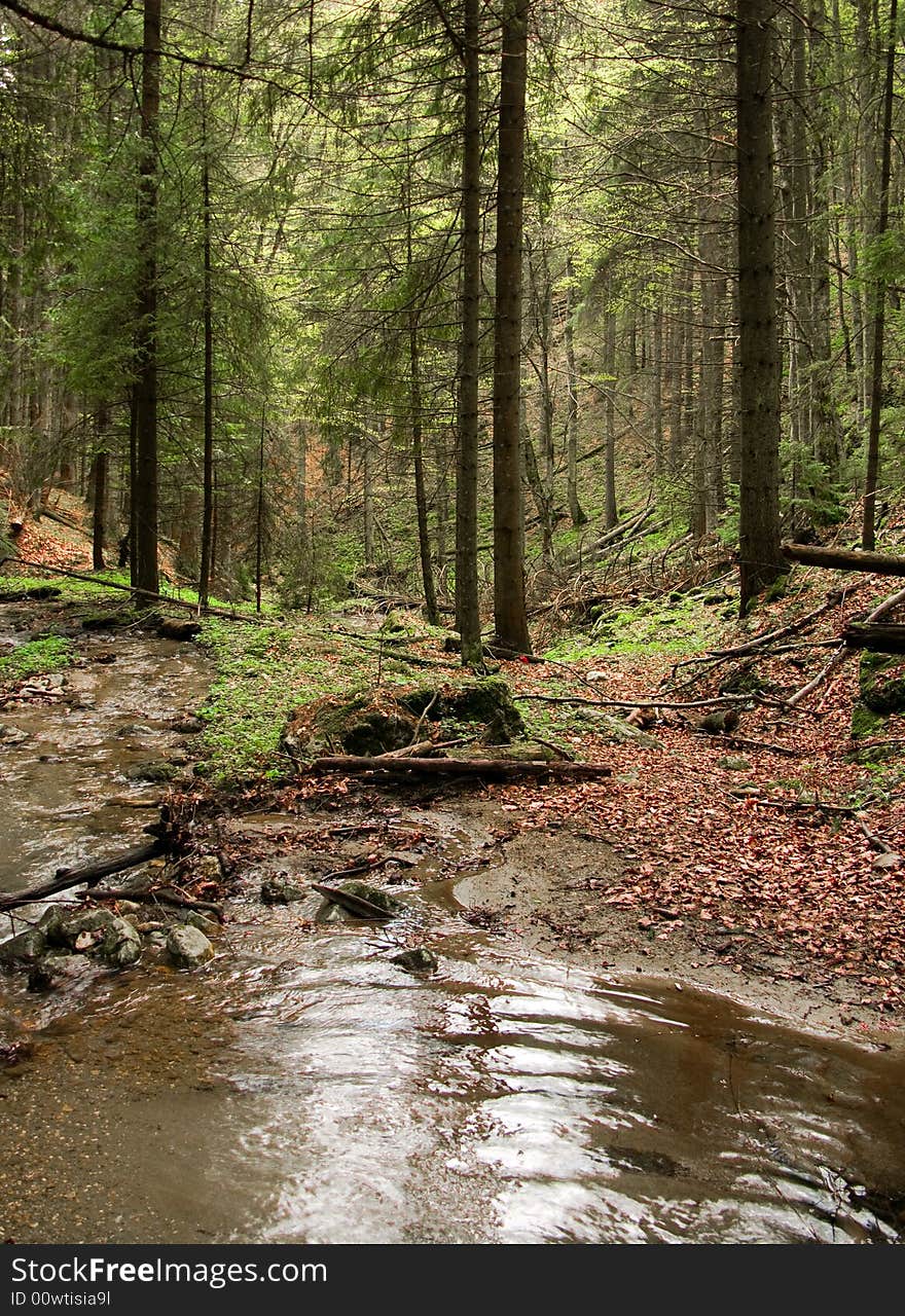 Spring Valley In Carpathian