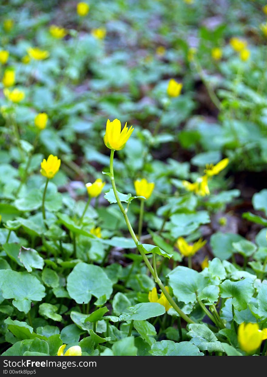 Yellow flowers